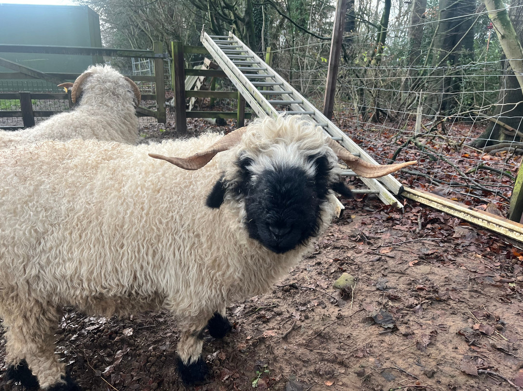 Marvellous Miniatures And Friends