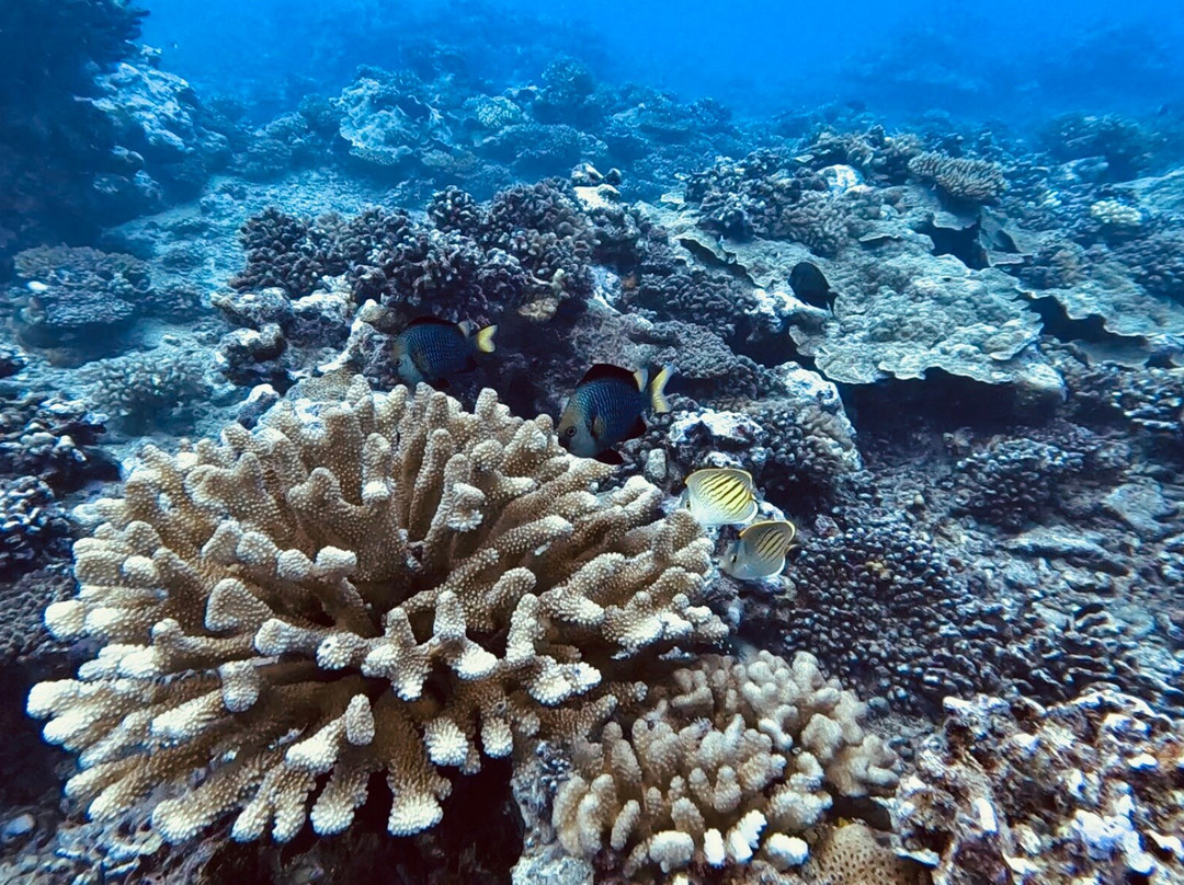 Scubatek Tahiti-阿鲁埃必去景点
