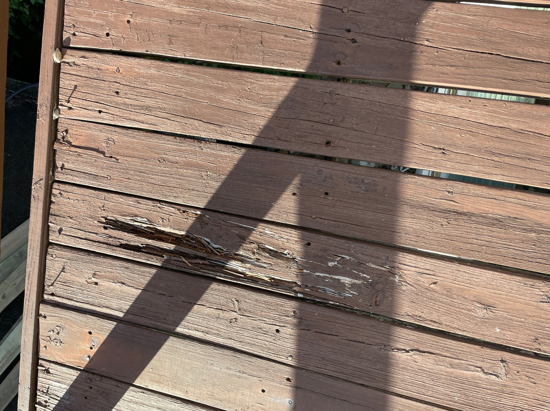 Hummingbird House主图