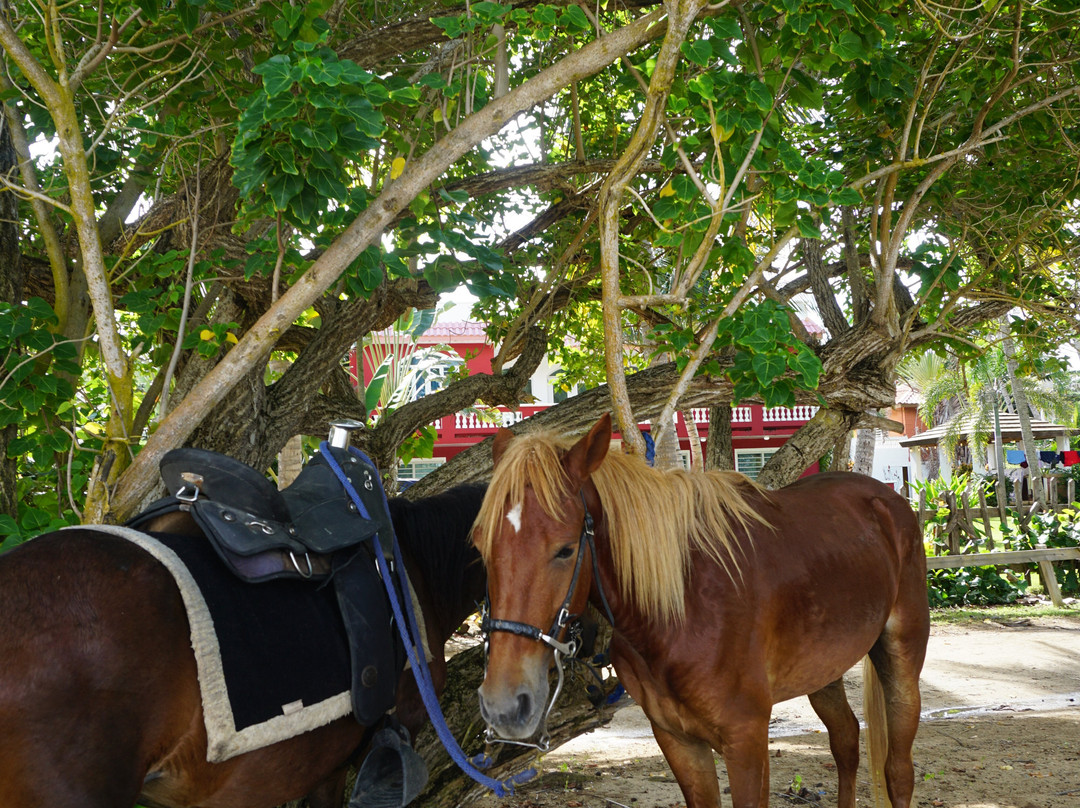 Hacienda Flambollan Tours-Vieques必去景点