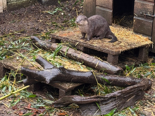 Buckfast Butterfly Farm And Dartmoor Otter Sanctuary-Buckfastleigh必去景点