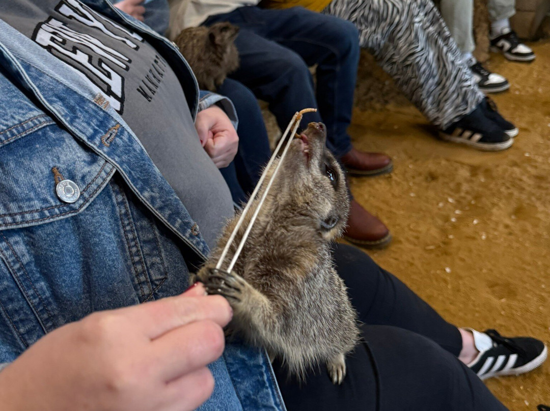 Millets Farm Falconry Centre-弗里福德希斯必去景点