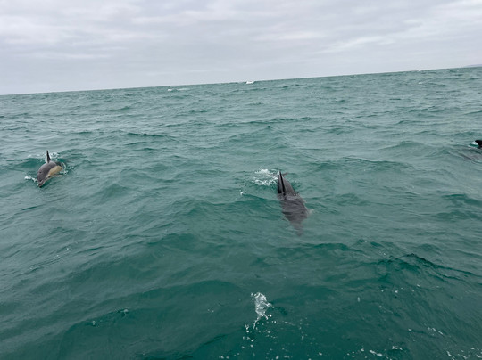 St Ives Boats Dolly P-圣艾维斯必去景点