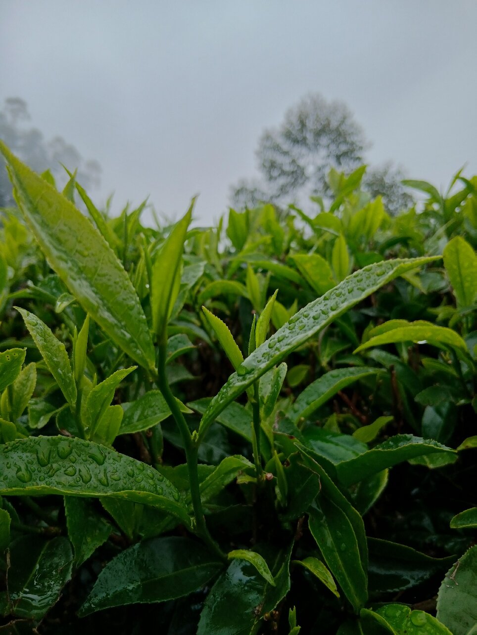 遗产茶厂酒店-官方