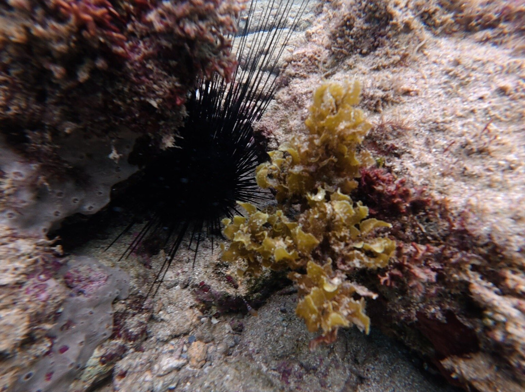 Balneario El Escambrón-圣胡安必去景点