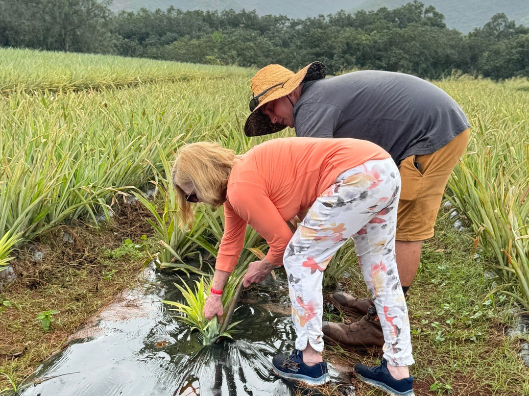 Sugarloaf Pineapple Farm-基拉韦厄必去景点