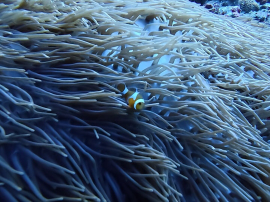 Mambo Dive Resort-珀尼达岛必去景点