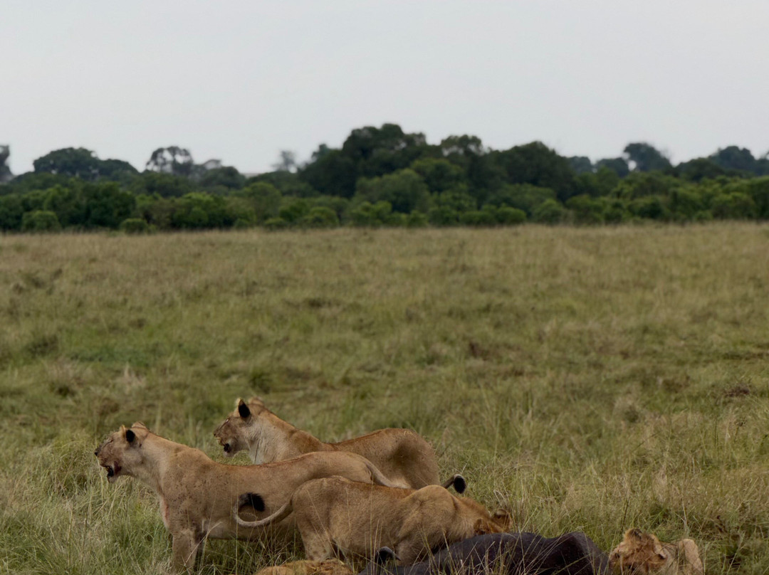 African Rock Safaris Ltd-坎帕拉必去景点