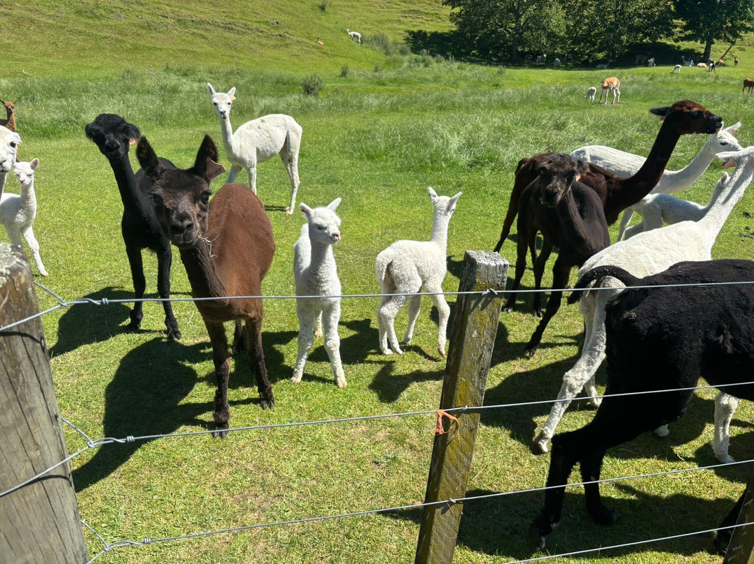 Nevalea Alpacas-Taumarunui必去景点