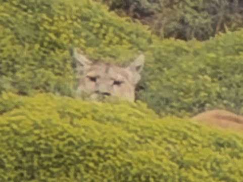 Natales A Pie-纳塔莱斯港必去景点