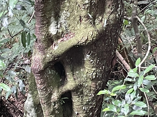 Minnamurra Rain Forest Centre-Jamberoo必去景点