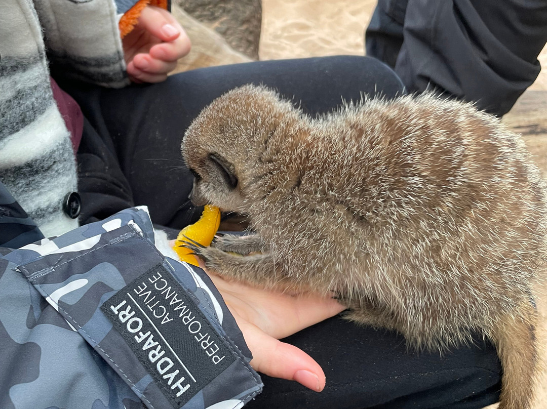 Holmes Chapel Zoo-Holmes Chapel必去景点