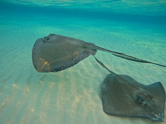 Next Level Charters Cayman-Camana Bay必去景点