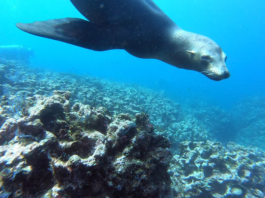 Divewithus.bcs-拉巴斯必去景点