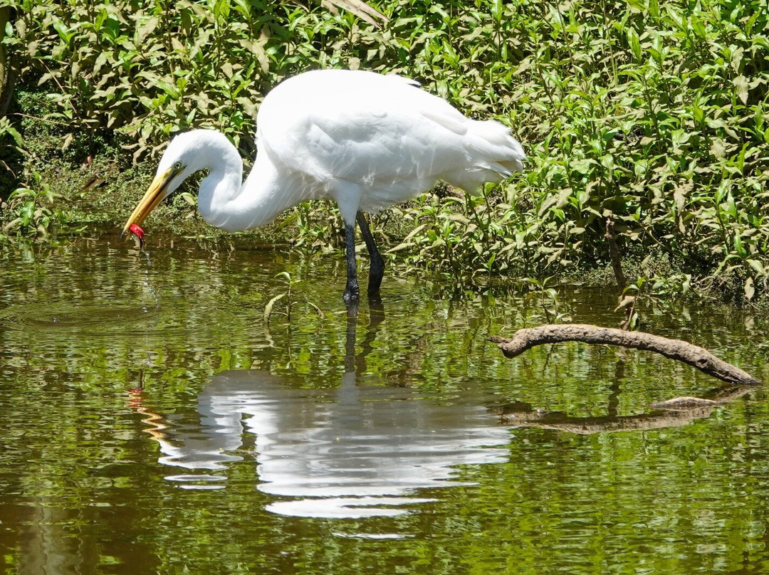 苍鹭保护区-Whataroa必去景点