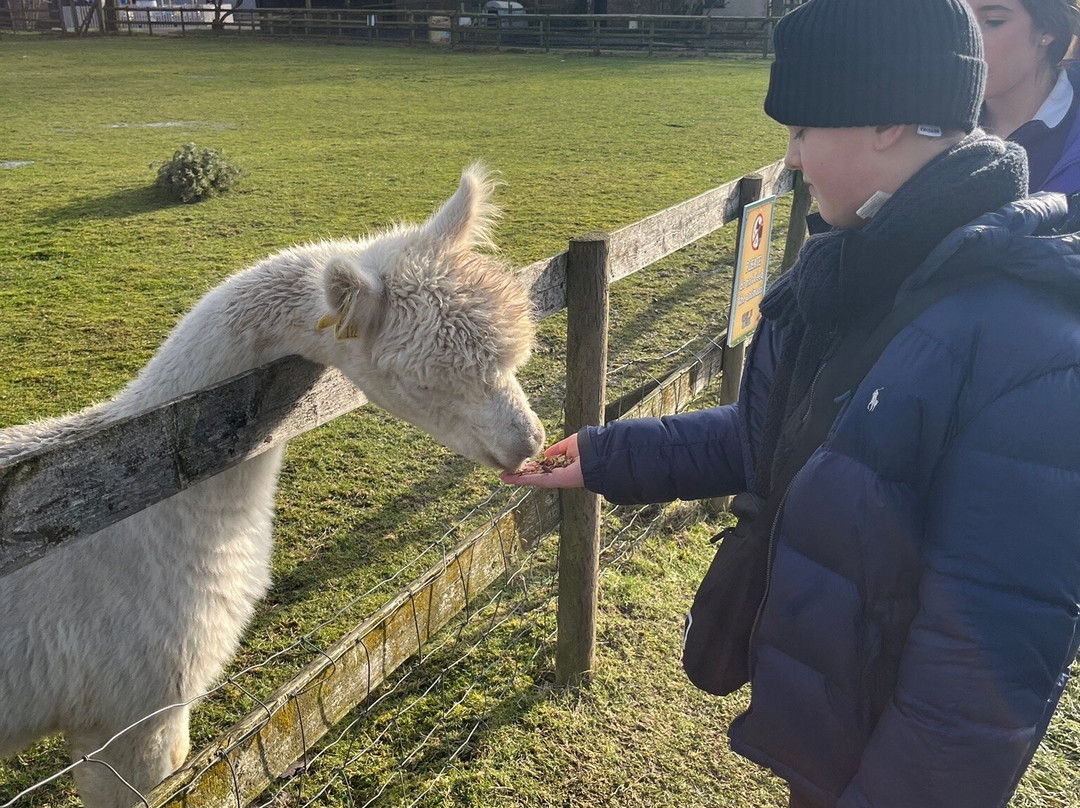 Marsh Farm Animal Adventure Park-Woodham Ferrers必去景点