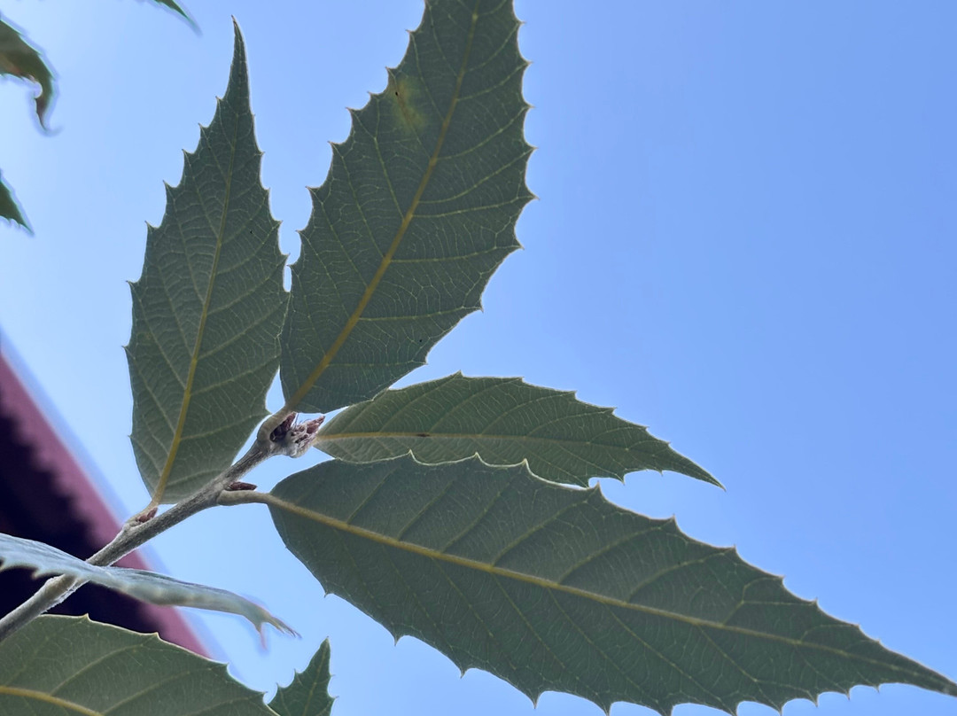 The Slow Living Farm-Simyal Gaon必去景点