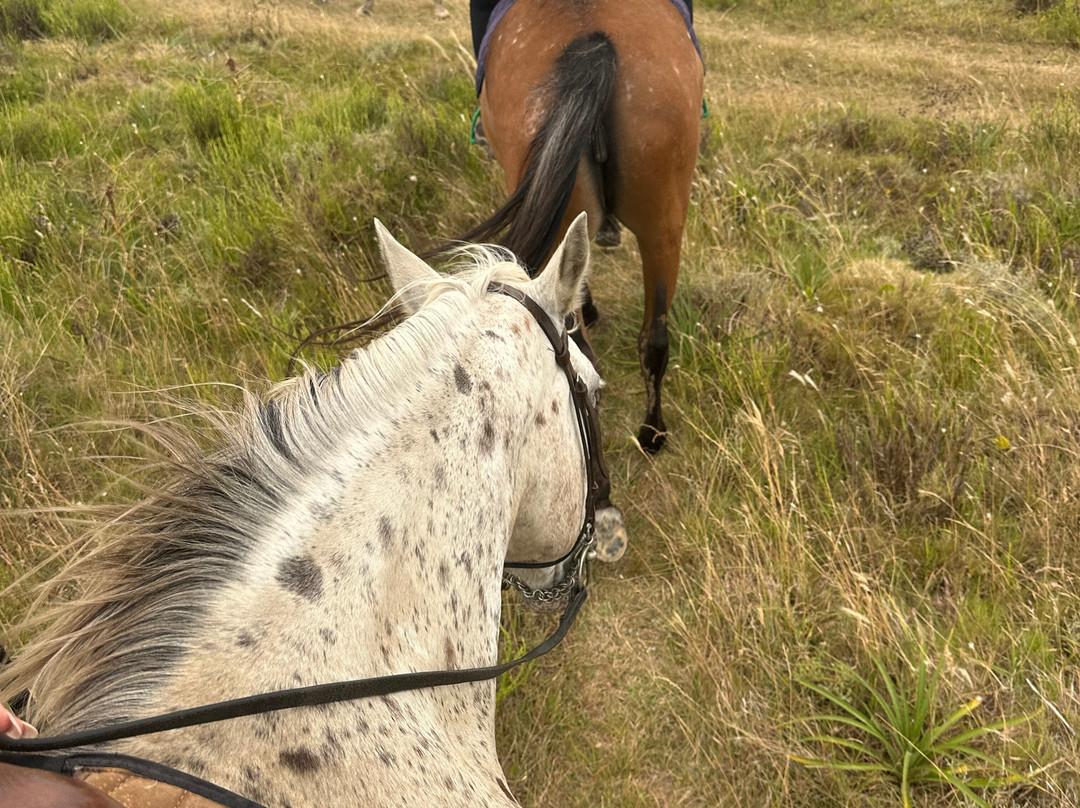 Eco Equus Cabalgatas-La Pedrera必去景点