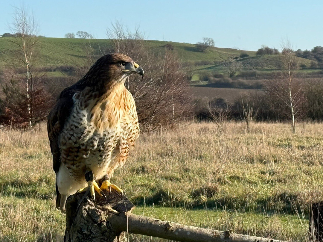 Bird on the Hand Falconry Experiences-Church Langton必去景点