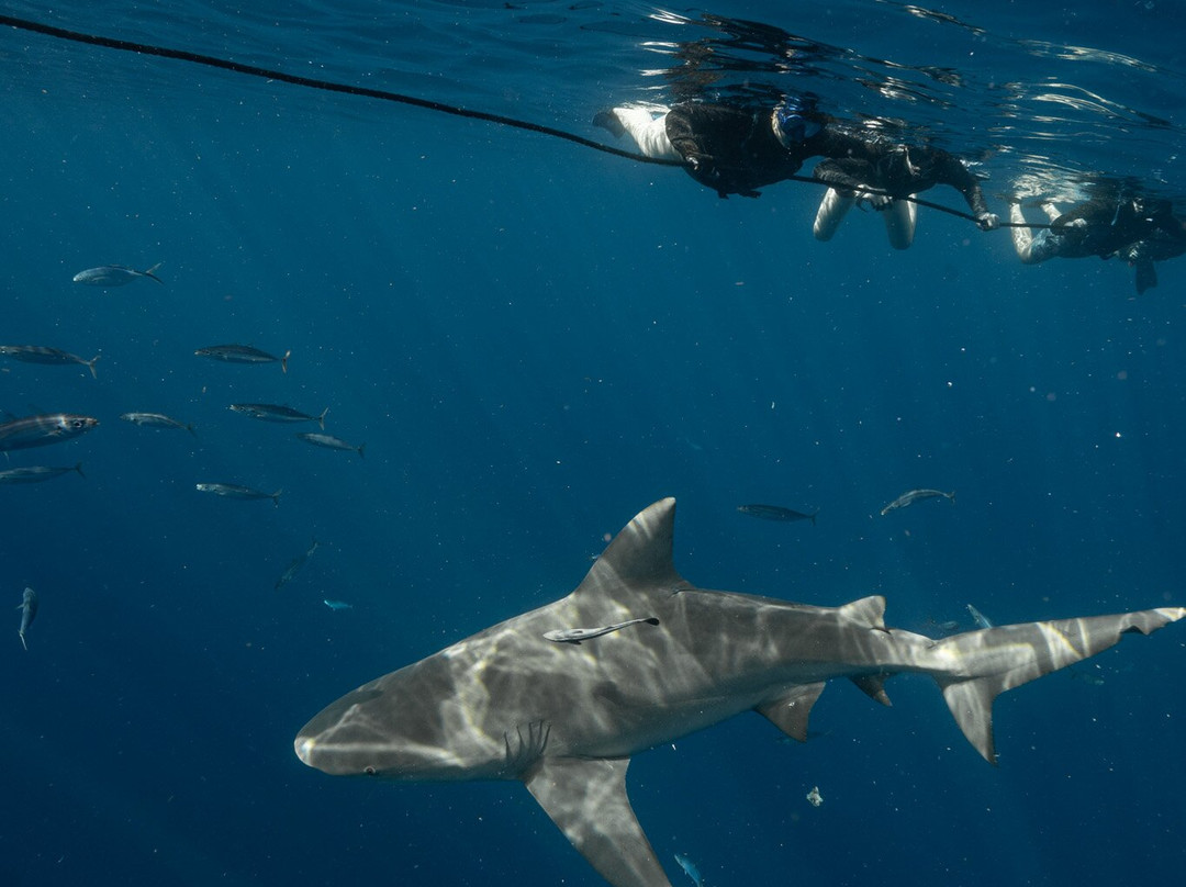 Florida Shark Diving-朱庇特必去景点