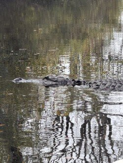 Okefenokee National Wildlife Refuge-Folkston必去景点