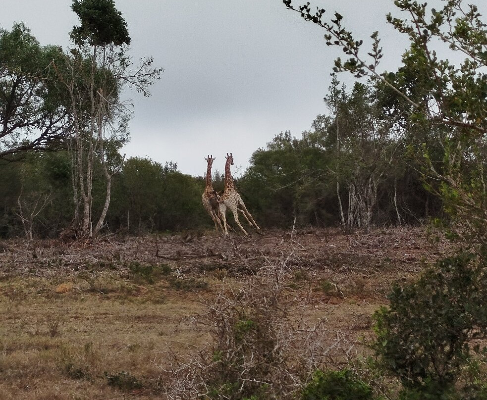 African Dawn Bird and Wildlife Sanctuary-Thornhill必去景点