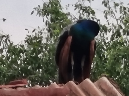 MySL Travel-科伦坡必去景点