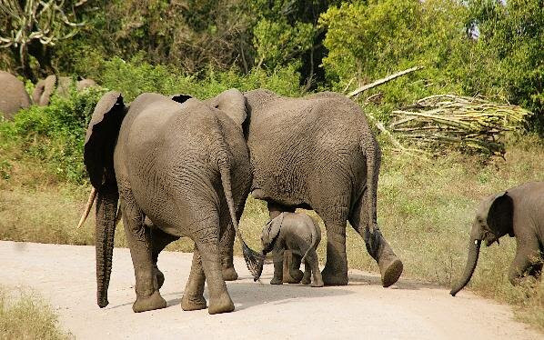 Uganda Family Tours & Travel-Fort Portal必去景点