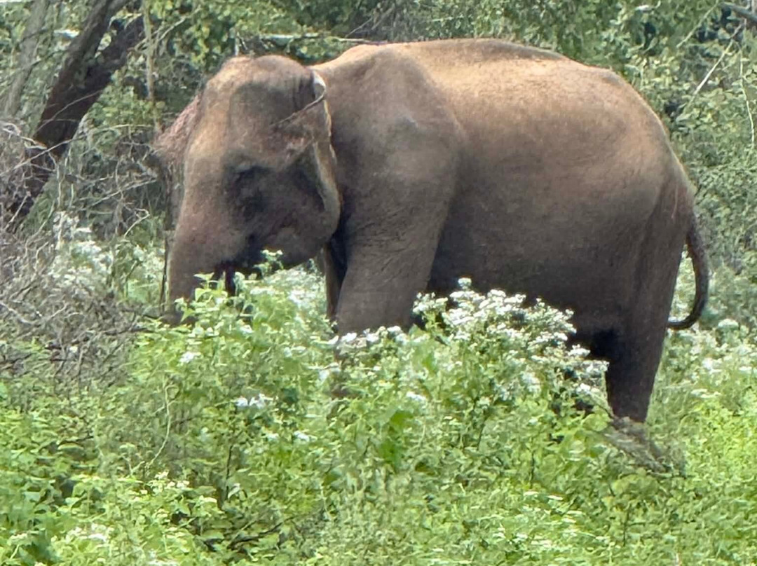 Sri Lanka Chauffeur-尼甘布必去景点
