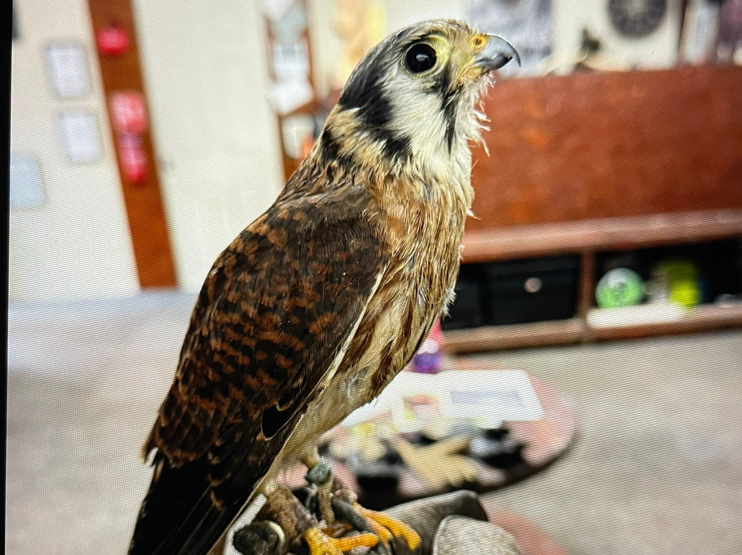 Riverside Falconry-纽卡斯尔必去景点