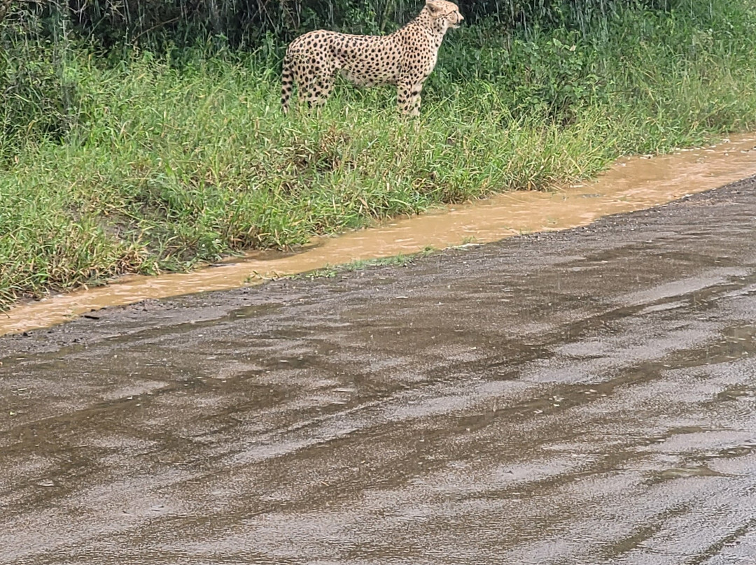EuroZulu Guided Tours & Safaris-圣露西亚必去景点