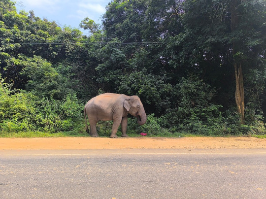 Lux Tours Lanka-康提必去景点