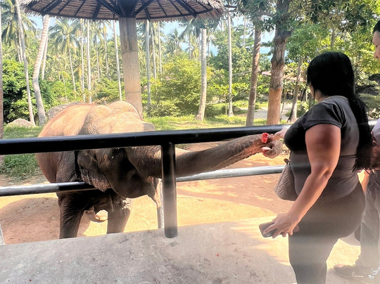 Samui Elephant Sanctuary-波普特必去景点