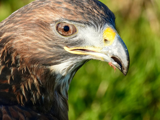 Bird on the Hand Falconry Experiences-Church Langton必去景点