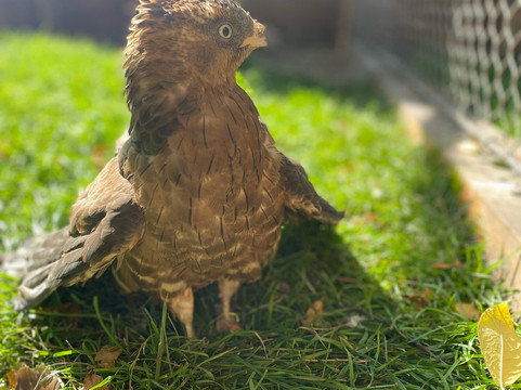 Novosibirsk Zoo-新西伯利亚必去景点