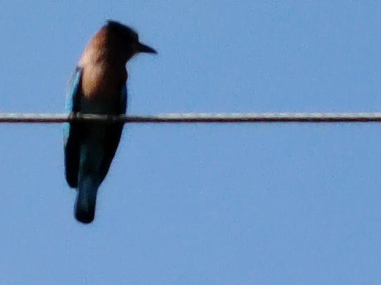 Kamal Safari Bundala Park-Hambantota必去景点