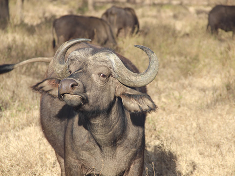 Earthwings Tours and Safaris-内罗毕必去景点