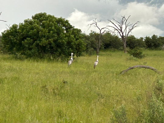 Khwai Guest House主图