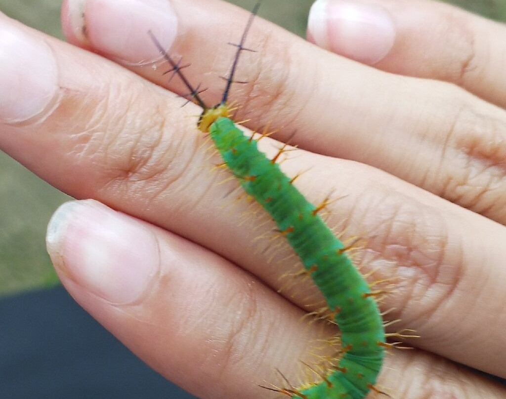 Mariposario Dedalma-Puyo必去景点