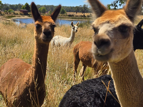 Edgar's Mission-Lancefield必去景点