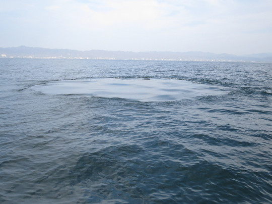 Ocean Friendly Whale Watching Tours-瓦拉塔港必去景点