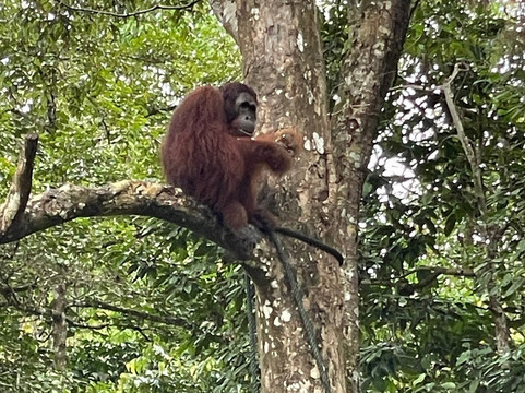 Sumatra Orangutan Tours-武吉拉旺必去景点