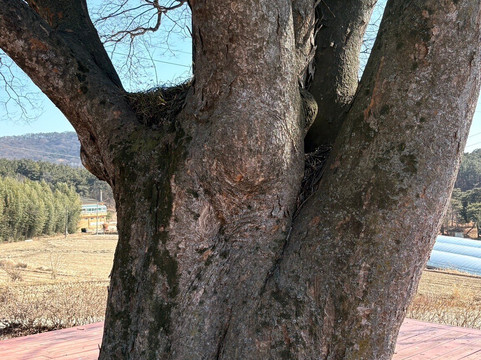Guryong Village Bamboo Forest-益山市必去景点