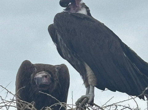 Tanzania-Experience-阿鲁沙必去景点