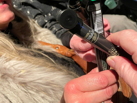 Royal Arena-哥本哈根必去景点