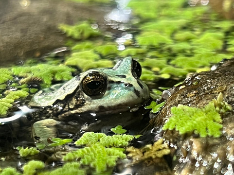 Wikiri Sapoparque-基多必去景点