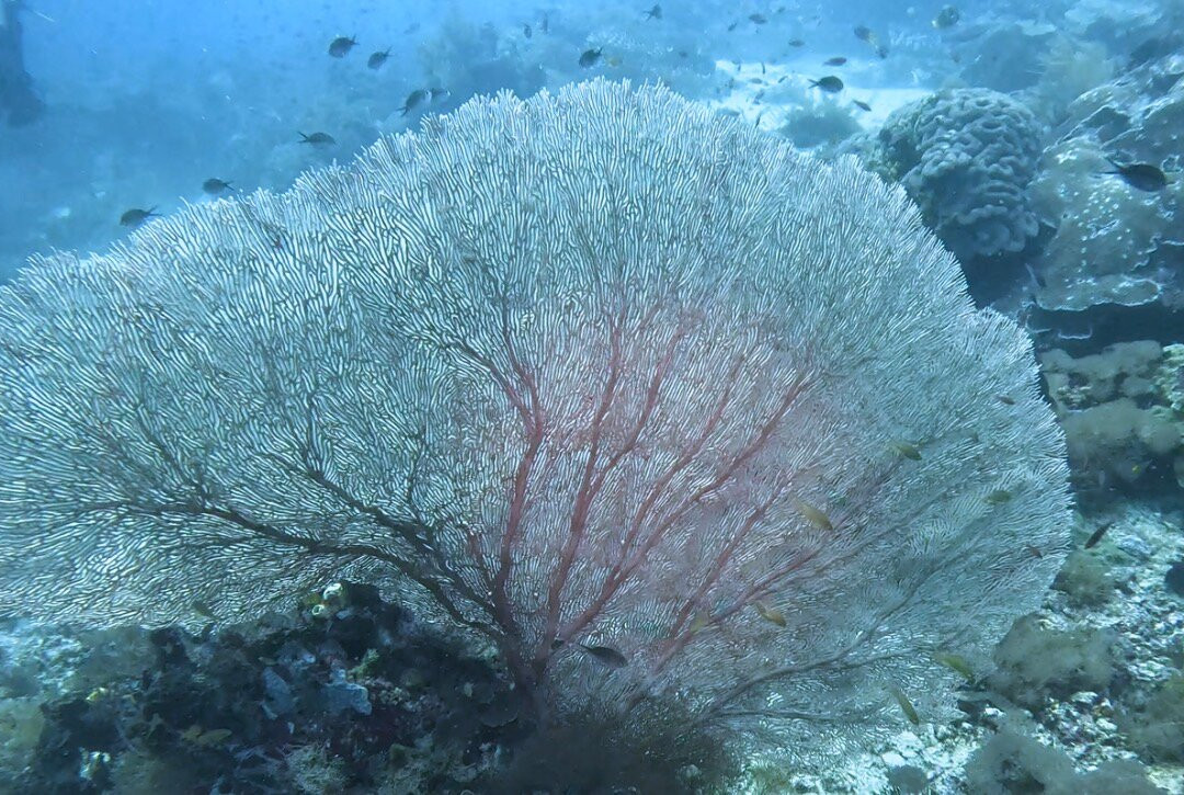 Papua Diving-Kri Island必去景点