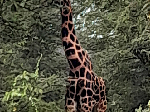 Rhino Africa Safaris-开普敦中心区必去景点