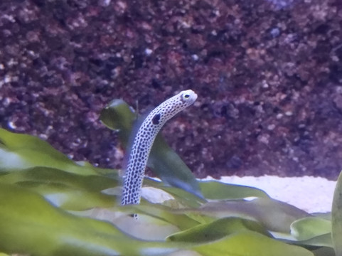 Aquarium de Lyon-La Mulatiere必去景点