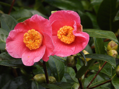 Bicton Park Botanical Gardens-Bicton必去景点